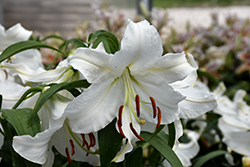 Casa Blanca Lily (Lilium 'Casa Blanca') at Stonegate Gardens