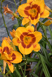 Fooled Me Daylily (Hemerocallis 'Fooled Me') at A Very Successful Garden Center