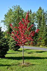 Regal Celebration Maple (Acer x freemanii 'Regal Celebration') at A Very Successful Garden Center