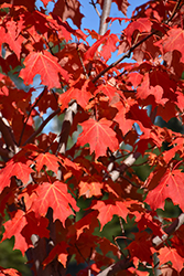 Inferno Sugar Maple (Acer saccharum 'Jeferno') at Stonegate Gardens