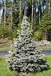 Crystal Blue Spruce (Picea pungens 'Crystal Blue') at Lakeshore Garden Centres