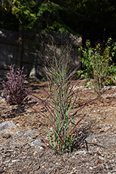 Hot Rod Switch Grass (Panicum virgatum 'Hot Rod') at A Very Successful Garden Center