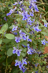 Blue Butterfly Plant (Rotheca myricoides 'Ugandense') at A Very Successful Garden Center