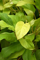 Lemon Lime Philodendron (Philodendron 'Lemon Lime') at A Very Successful Garden Center