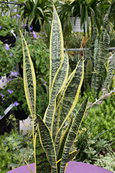 Striped Snake Plant (Sansevieria trifasciata 'Laurentii') at A Very Successful Garden Center