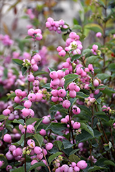 Candy Coralberry (Symphoricarpos x doorenbosii 'Kolmcan') at Stonegate Gardens