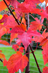 Prairie Rouge Red Maple (Acer rubrum 'Jefrouge') at Lakeshore Garden Centres