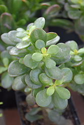 Baby Jade Plant (Crassula ovata 'Baby Jade') at A Very Successful Garden Center
