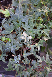 Ritterkreuz Ivy (Hedera helix 'Ritterkreuz') at A Very Successful Garden Center