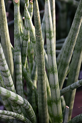 Cylindrical Snake Plant (Sansevieria cylindrica) at A Very Successful Garden Center