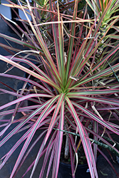 Colorama Dracaena (Dracaena marginata 'Colorama') at A Very Successful Garden Center