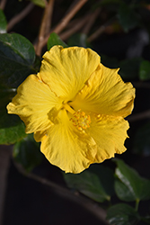 Yellow Hibiscus (Hibiscus rosa-sinensis 'Yellow') at A Very Successful Garden Center