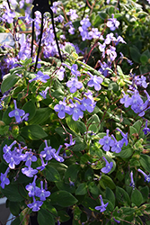 Concord Blue Cape Primrose (Streptocarpus saxorum 'Concord Blue') at Lakeshore Garden Centres