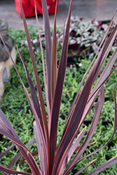 Black Knight Grass Palm (Cordyline australis 'Black Knight') at A Very Successful Garden Center