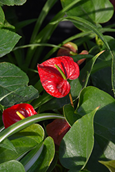 Red Success Anthurium (Anthurium 'Red Success') at A Very Successful Garden Center
