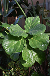 Fiddle Leaf Fig (Ficus lyrata) at A Very Successful Garden Center