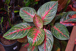 Red Emerald Chinese Evergreen (Aglaonema 'Red Emerald') at A Very Successful Garden Center