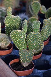 Bunny Ears Cactus (Opuntia microdasys) at A Very Successful Garden Center