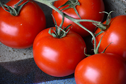 Slicer Tomato (Generic) (Solanum lycopersicum 'Slicer') at A Very Successful Garden Center