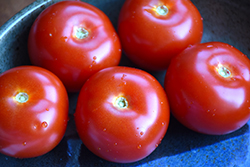 Mountain Magic Tomato (Solanum lycopersicum 'Mountain Magic') at A Very Successful Garden Center