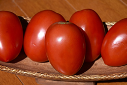 Picus Tomato (Solanum lycopersicum 'Picus') at A Very Successful Garden Center
