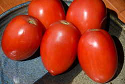 Italian Tomato (Solanum lycopersicum 'Italian') at A Very Successful Garden Center