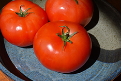 Beefy Boy Tomato (Solanum lycopersicum 'Beefy Boy') at A Very Successful Garden Center