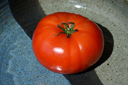 Super Fantastic Tomato (Solanum lycopersicum 'Super Fantastic') at A Very Successful Garden Center