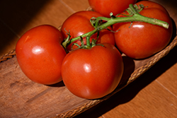 Marglobe Tomato (Solanum lycopersicum 'Marglobe') at A Very Successful Garden Center