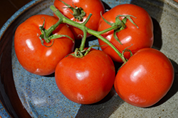 Manitoba Tomato (Solanum lycopersicum 'Manitoba') at A Very Successful Garden Center