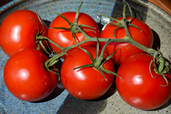 Siberian Tomato (Solanum lycopersicum 'Siberian') at A Very Successful Garden Center