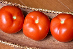 Rutgers Tomato (Solanum lycopersicum 'Rutgers') at A Very Successful Garden Center