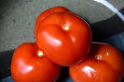 Homestead Tomato (Solanum lycopersicum 'Homestead') at A Very Successful Garden Center