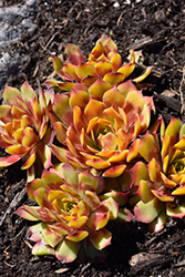 Chick Charms Gold Nugget Hens And Chicks (Sempervivum 'Gold Nugget') at Lakeshore Garden Centres