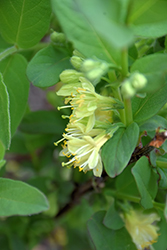 Boreal Beauty Honeyberry (Lonicera caerulea 'Boreal Beauty') at A Very Successful Garden Center