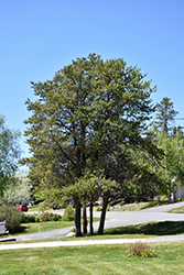 Jack Pine (Pinus banksiana) at A Very Successful Garden Center