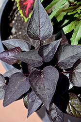 SolarPower Black Heart Sweet Potato Vine (Ipomoea batatas 'Balsolabart') at A Very Successful Garden Center