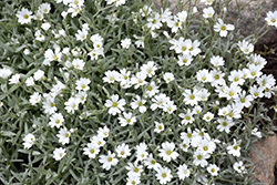 Snow-In-Summer (Cerastium tomentosum) at Stonegate Gardens