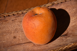 Goldstrike Apricot (Prunus armeniaca 'Goldstrike') at Stonegate Gardens