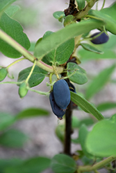 Blue Goose Honeyberry (Lonicera caerulea 'Blue Goose') at A Very Successful Garden Center