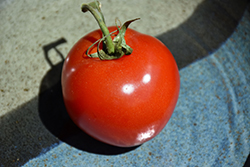 Heatwave II Tomato (Solanum lycopersicum 'Heatwave II') at A Very Successful Garden Center