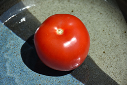 Supertasty Tomato (Solanum lycopersicum 'Supertasty') at A Very Successful Garden Center
