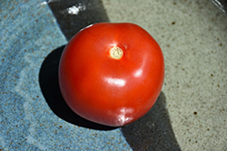 Amelia Tomato (Solanum lycopersicum 'Amelia') at A Very Successful Garden Center