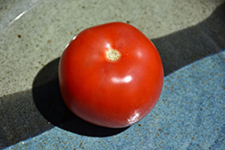 Applause Tomato (Solanum lycopersicum 'Applause') at A Very Successful Garden Center