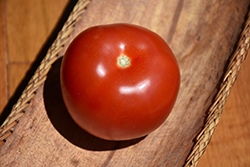 Mountain Fresh Tomato (Solanum lycopersicum 'Mountain Fresh') at A Very Successful Garden Center