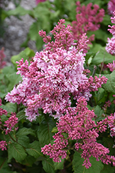 Pinktini Lilac (Syringa x prestoniae 'Jeftin') at Golden Acre Home & Garden