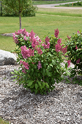 Pinktini Lilac (Syringa x prestoniae 'Jeftin') at A Very Successful Garden Center