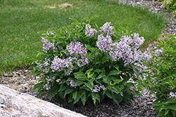 Little Lady Lilac (Syringa 'Jeflady') at A Very Successful Garden Center