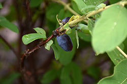 Blue Moose Honeyberry (Lonicera caerulea 'Blue Moose') at A Very Successful Garden Center