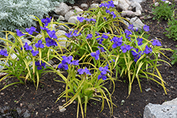 Sweet Kate Spiderwort (Tradescantia x andersoniana 'Sweet Kate') at Stonegate Gardens